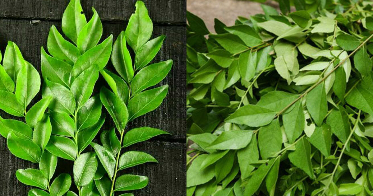 ഇതുപോലെ ഒരു ഇല ഭക്ഷണപദാർത്ഥങ്ങളിൽ നിങ്ങൾ ഉപയോഗിക്കാറുണ്ടോ.. ഉണ്ടെങ്കിൽ ഇതിന്റെ പേരു പറയാമോ. ഈ ഇലയുടെ ഔഷധഗുണങ്ങളെപ്പറ്റി അറിയാം.. | Benefits Of Curry Leaf