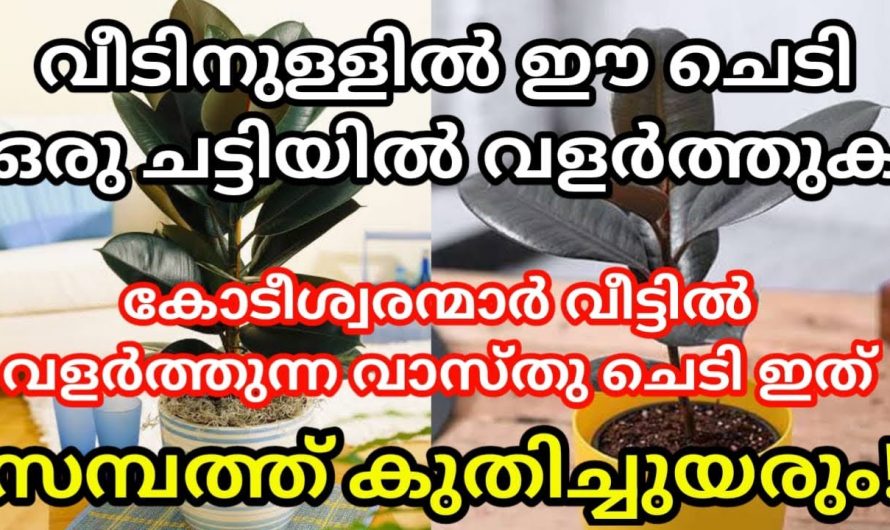 വീടിനകത്ത് ഈ ചെടി ഒന്ന് വളർത്തി നോക്കൂ നിങ്ങളും രാജയോഗത്താൽ കോടീശ്വരന്മാരാകും.