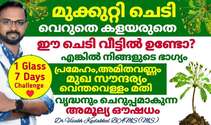 ചവിട്ടി നടക്കുന്ന ഈ ചെടിക്ക് ഇത്രയും ആരോഗ്യ ഗുണങ്ങളോ. ഇനി മുക്കുറ്റി കണ്ടാൽ വിട്ടുകളയരുതേ.