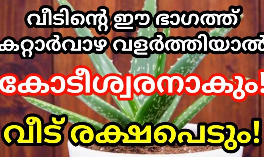 വീടിന്റെ ഈ ഭാഗത്ത് കറ്റാർവാഴ നട്ടുവളർത്തിയാൽ മഹാഭാഗ്യമാണ്.