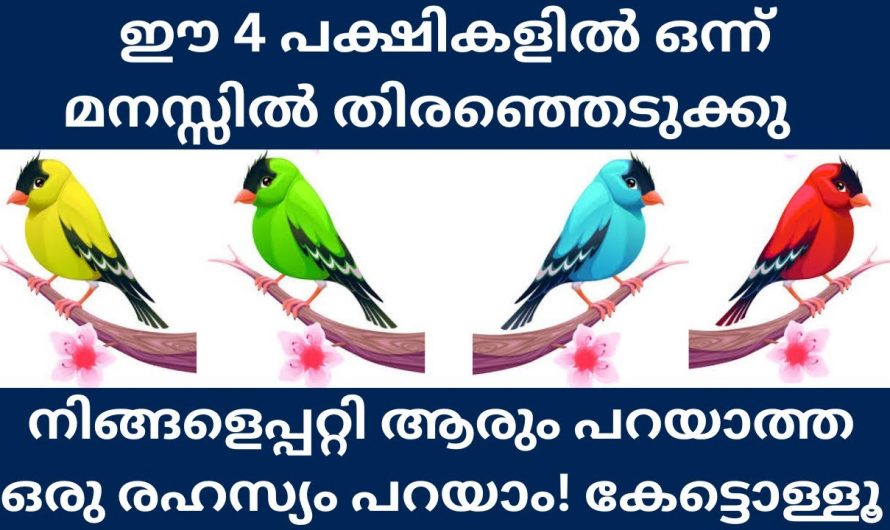 ഈ നാല് പക്ഷികൾ പറയും നിങ്ങളുടെ സ്വഭാവം. നാലിലൊന്ന് തിരഞ്ഞെടുക്കുക.