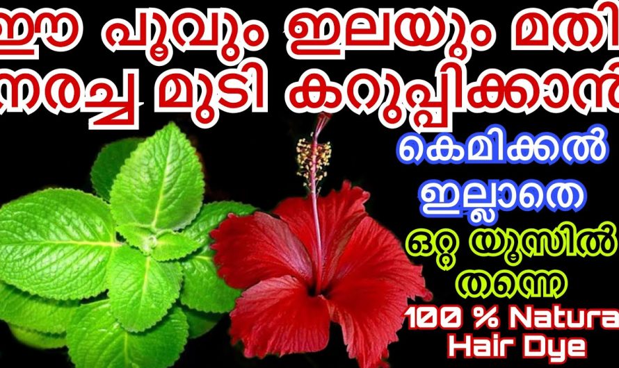 കെമിക്കലുകളിൽ ഇല്ലാതെ ഇനി മുടി കറുപ്പിക്കാം. ഈ ഇലയും പൂവും വിട്ടുകളയരുത്.