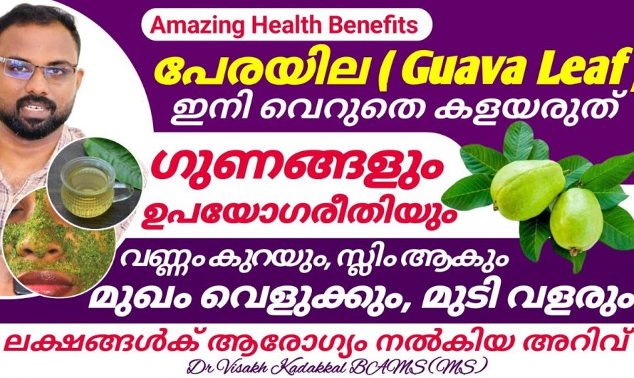 കൊളസ്ട്രോളും പ്രമേഹവും ഒരുമിച്ച് ഇല്ലാതാക്കും ഈ പേരയില.