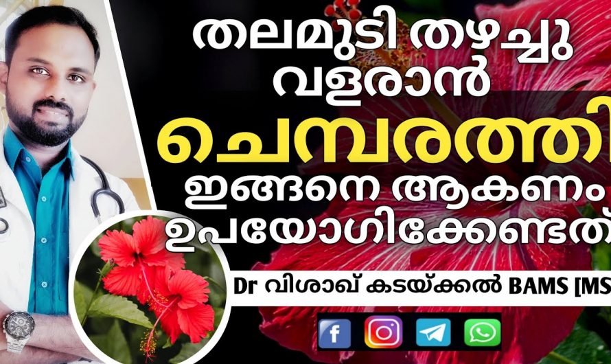 തലമുടി തഴച്ചു വളരാൻ ചെമ്പരത്തി ഇങ്ങനെ ഉപയോഗിക്കു.