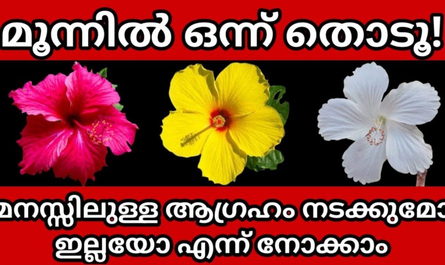 ഈ മൂന്ന് പൂക്കളിൽ ഒന്ന് നിങ്ങളുടെ മനസ്സ് വായിക്കും.