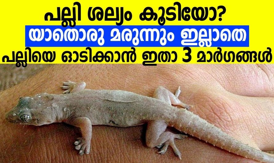 വീട്ടിലെ പല്ലികൾ ഒന്നുപോലും അവശേഷിക്കാതെ വിരണ്ടോടും ഇങ്ങനെ ചെയ്താൽ.