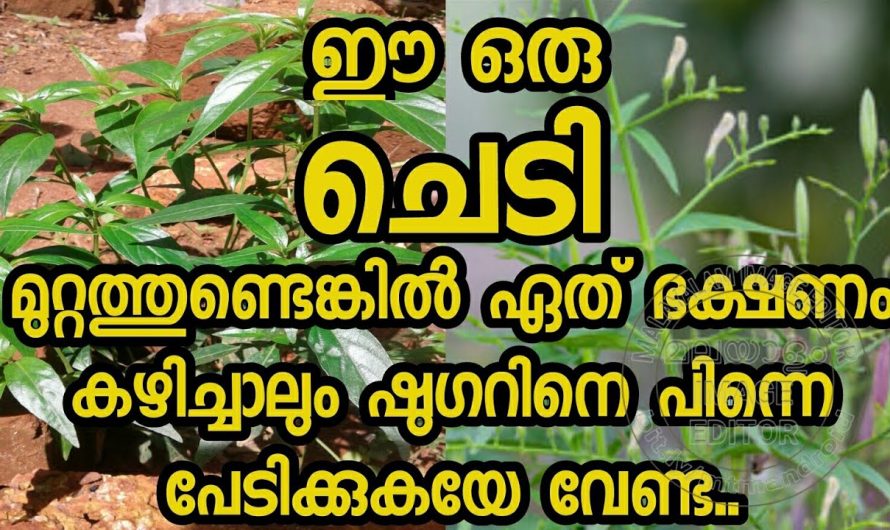 ഇനി ഷുഗർ വരുമോ എന്ന് പേടിക്കുകയേ വേണ്ട, ഈ ഒരു ചെടി നിങ്ങളുടെ വീട്ടിലുണ്ടോ.