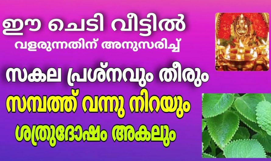 ഈ ചെടി ഒന്ന് വളർന്ന് കിട്ടിയാൽ മതി സകല പ്രശ്നങ്ങളും മാറും. ചെടിയും വളരും സമ്പത്തും വളരും.