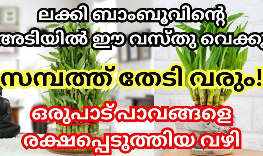 നിങ്ങളുടെ വീട്ടിൽ ലക്കി ബാംബൂ ഉണ്ടോ, എങ്കിൽ ഈ കാര്യങ്ങൾ ശ്രദ്ധിക്കണം.