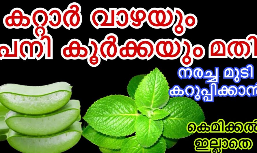 കറ്റാർവാഴയും പനിക്കൂർക്കയും മാത്രം മതി ഇനി നരച്ച മുടി കറുപ്പിക്കാൻ.