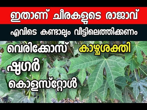ഇതൊരു സാധാരണ ഇലയല്ല, അത്ഭുത ഇലയാണ്. നിങ്ങളുടെ പല രോഗങ്ങൾക്കുള്ള പ്രതിവിധിയാണ് ഈ ചീര.