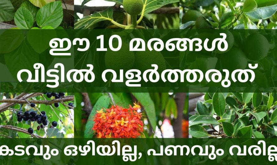 നിങ്ങളുടെ വീട്ടിൽ ഈ മരങ്ങൾ വളർത്തിയാൽ നിങ്ങൾ ഒരു ദരിദ്രനാകും. ഒന്ന് ശ്രദ്ധിച്ചുനോക്കൂ നിങ്ങളുടെ വീടിനെ ചുറ്റും ഈ മരങ്ങൾ ഉണ്ടോ.