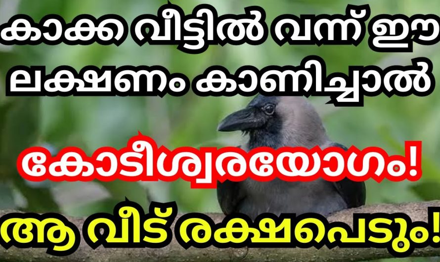 നിങ്ങളുടെ വീട്ടിലും കാക്ക വരാറുണ്ടോ, ആട്ടിപ്പായിക്കല്ലേ വലിയ സൗഭാഗ്യമാണ്.