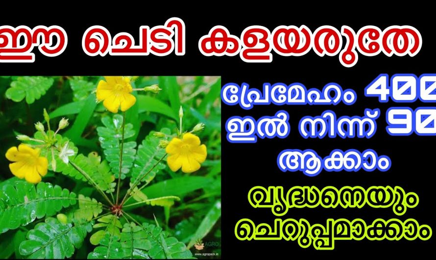 ഈയൊരു കുഞ്ഞു ചെടിയുടെ അത്ഭുത ഗുണങ്ങൾ അറിയാമോ. നിങ്ങളുടെ പ്രമേഹത്തിനെ നിയന്ത്രിക്കാൻ ഇനി ഈ ചെടി മാത്രം മതി.