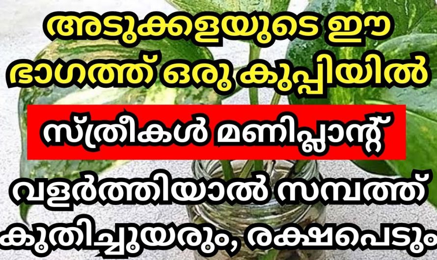 നിങ്ങൾക്കും ഒരു സമ്പന്നനാകണോ,എങ്കിൽ അടുക്കളയുടെ ഈ ഭാഗത്ത് മണി പ്ലാന്റ് വെക്കു.