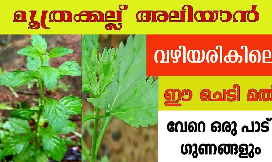 ഈ ദിവ്യ ഔഷധം ഇനി കല്ലുരുക്കാൻ മാത്രമല്ല. ഇത് വെറും പച്ചിലകൾ അല്ല, ദിവ്യ ഔഷധമാണ്.