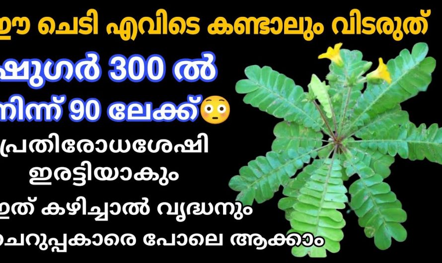 നിസ്സാരക്കാരനല്ല ഈ ചെടി. എവിടെ കണ്ടാലും വിട്ടു കളയരുത്.