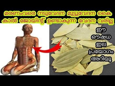 മാനസിക പിരിമുറക്കവും ശരീരവേദനയും ഒരുപോലെ മാറ്റും ഈ അത്ഭുത  ഇല