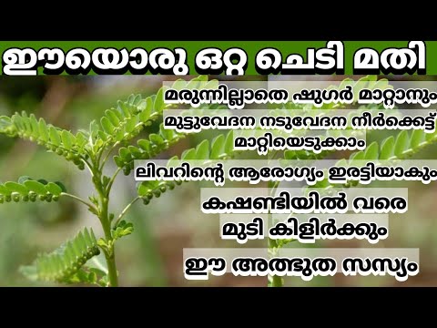 പ്രമേഹത്തിന് മാത്രമല്ല  മൂത്ര സംബന്ധമായ രോഗങ്ങൾക്കും കഫക്കെട്ടിനും ഈ ഇല ഇനി ഒരു അത്ഭുത മരുന്നാണ്