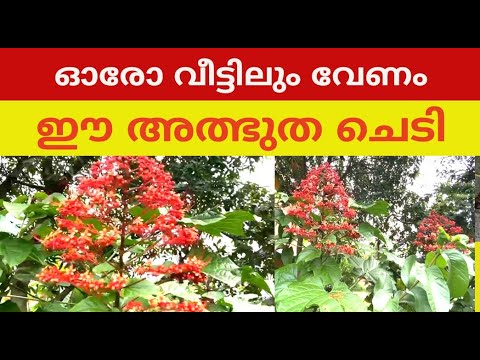 തീ പൊള്ളലേറ്റാൽ ഇതിന്റെ അല്പം നീര് മാത്രം മതി പാടു പോലും അവശേഷിക്കാതെ മാറും