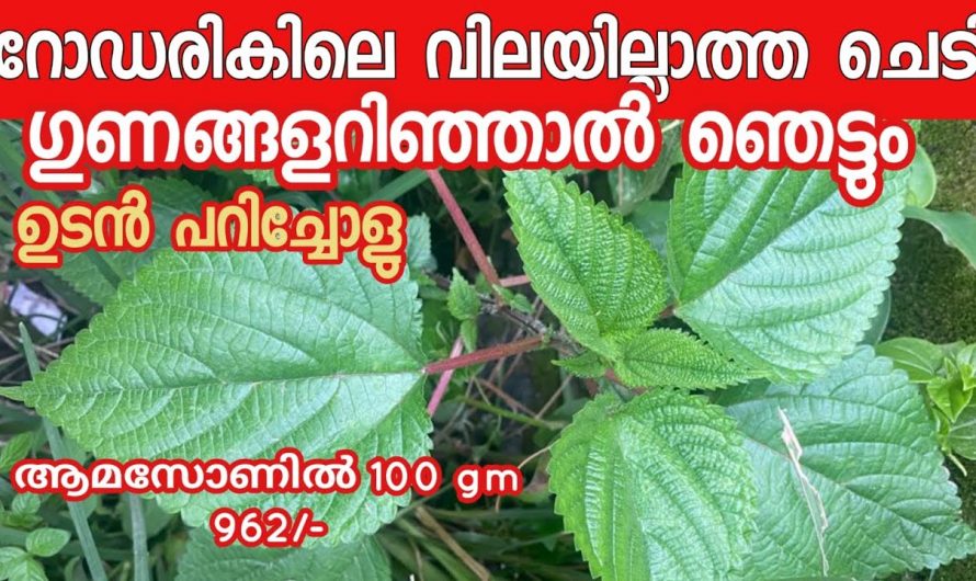 നമ്മുടെ വേലി അരികിൽ വെറുതെ നിൽക്കുന്ന ഈ ഇലയാണ് പൊന്നും വില കൊടുത്ത് ആളുകൾ വാങ്ങുന്നത്