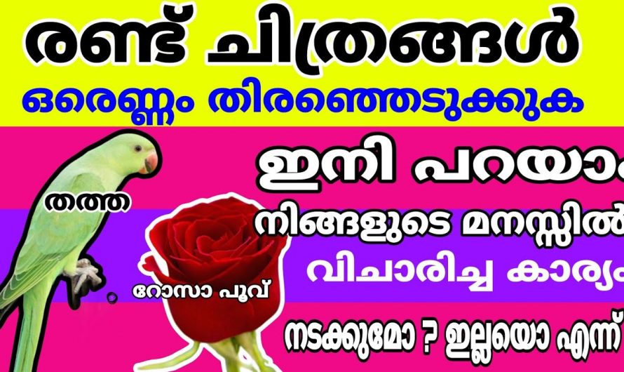 നിങ്ങളുടെ ആഗ്രഹങ്ങൾ നടക്കുമോ എന്നത് ഈ റോസും  തത്തയും  പറയും