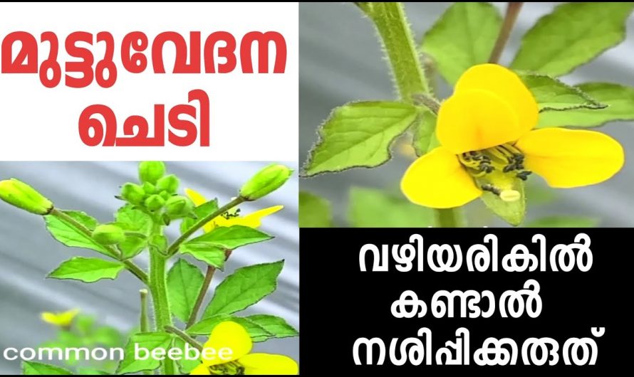 വഴിയരികിലെ ഈ ചെടി കുപ്പയിലെ മാണിക്യം തന്നെയാണ്