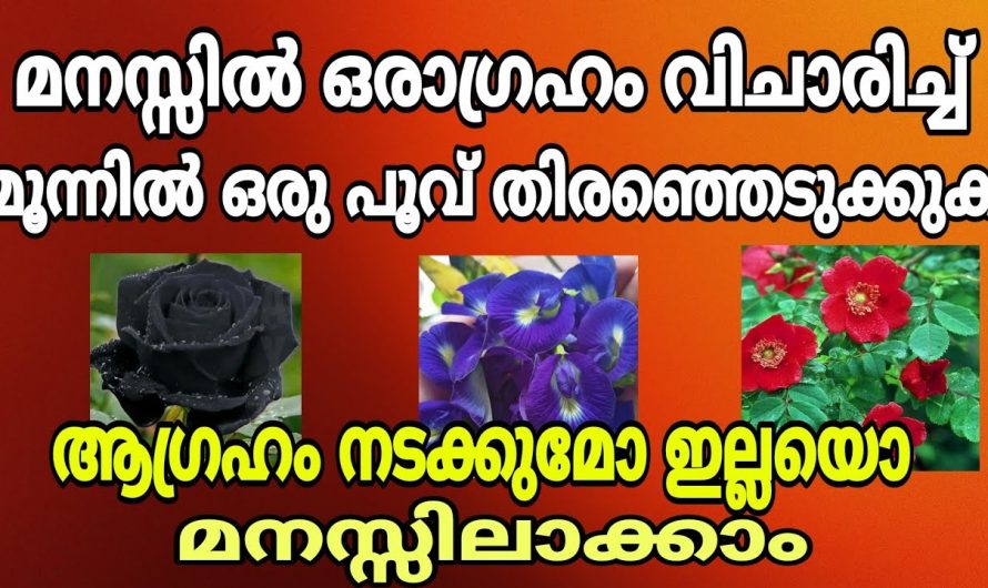 നിങ്ങൾ തൊട്ടത് ഈ പുഷ്പത്തിലാണോ എങ്കിൽ നിസാരക്കാരനല്ല നിങ്ങൾ