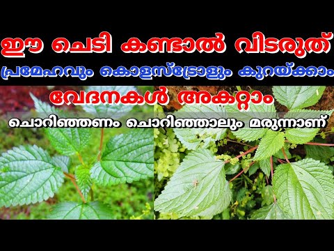 തൊട്ടാൽ ചൊറിയുന്ന ഇവൻ അത്ര നിസ്സാരക്കാരനല്ല, ഇനി ഈ ചെടി കണ്ടാൽ പറിച്ച് വീട്ടിൽ കൊണ്ടുവരു