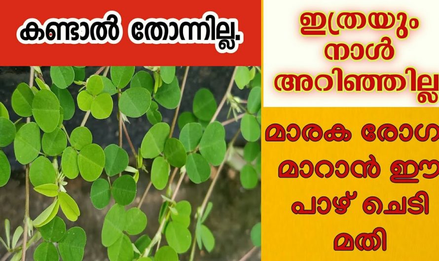 പാഴ്ചെടി എന്ന് കരുതി വലിച്ചു കളയല്ലേ ഇതിന്റെ ഗുണം അറിഞ്ഞാൽ നിങ്ങൾ നട്ടുവളർത്തും