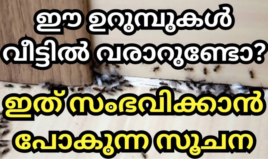 നിങ്ങളുടെ വീട്ടിൽ ഉറുമ്പുകളുടെ സാന്നിധ്യം വർദ്ധിചോ മനസ്സിലാക്കേണ്ടത് ഈ കാര്യം