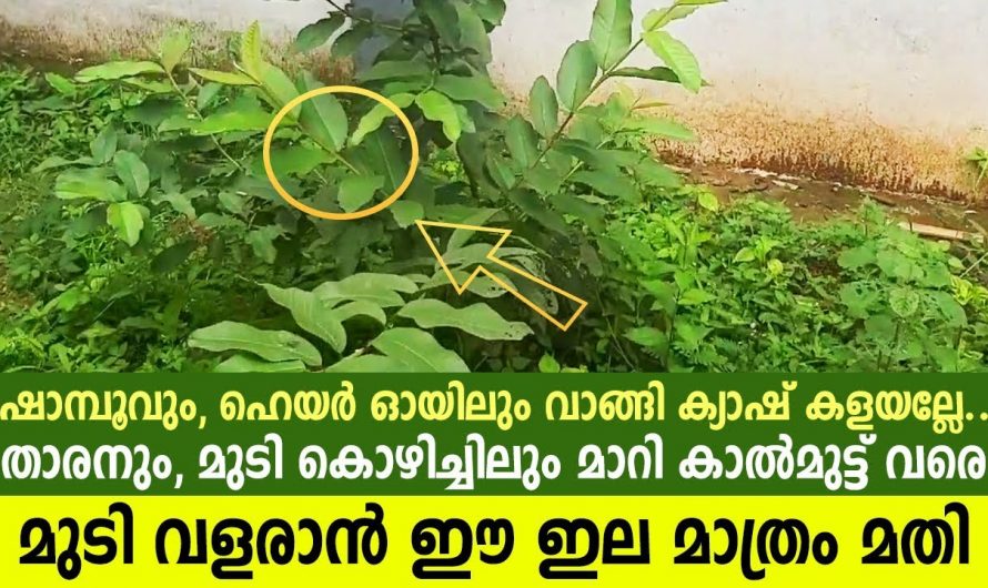 താരനും മുടികൊഴിച്ചിലും മാറാൻ ഇനി ഒരു ഇല മാത്രമാണ് പരിഹാരം