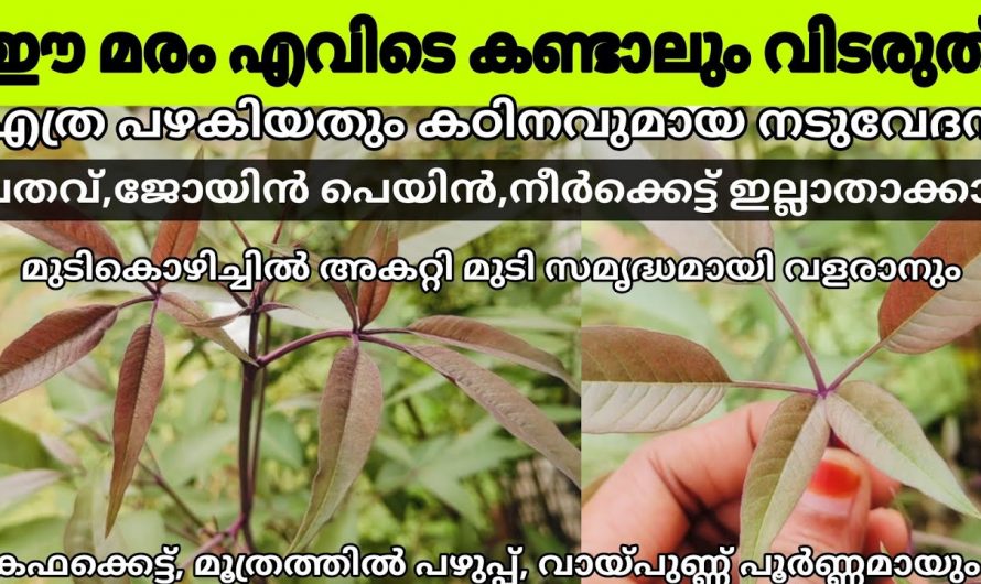 എത്ര കഠിനമായ വേദനയും മാറ്റുന്നതിനും മുടികൊഴിച്ചിൽ അകറ്റുന്നതിനും ഈ മരത്തിന്റെ ഇല മതിയാകും