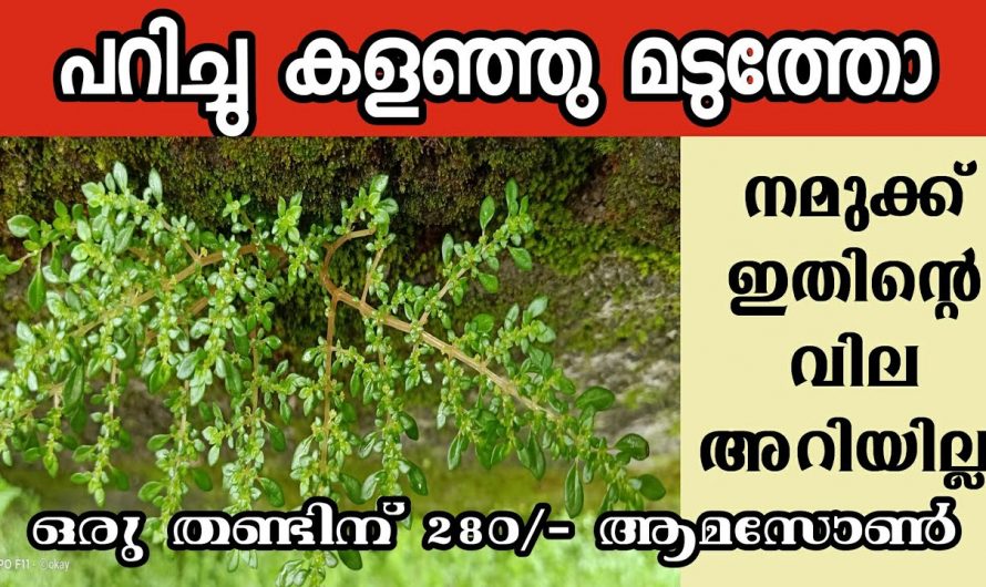 നിങ്ങൾ നശിപ്പിക്കുന്ന ഈ ചെടിയുടെ വില നിങ്ങൾക്ക് അറിയില്ല