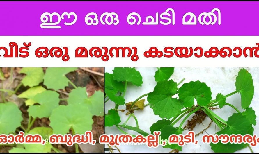 അറിയാതെ ചവിട്ടി അരയ്ക്കുന്ന ഈ ഇലയുടെ ആരോഗ്യ ഗുണങ്ങൾ അറിഞ്ഞാൽ നിങ്ങൾ ഞെട്ടും