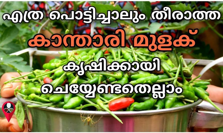 ഇങ്ങനെ ചെയ്താൽ കാന്താരി മുളക് കാട് കുത്തി കായ്ക്കും