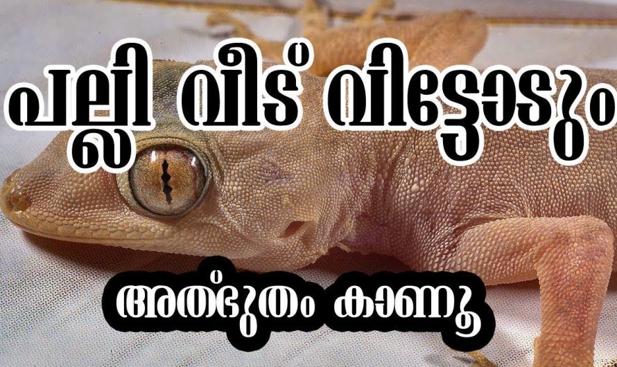 പല്ലിയെ തുരത്താൻ ഇതാ 10 സൂത്ര വഴികൾ