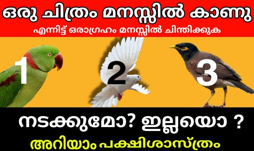 നിസ്സാരക്കാരല്ല ഈ മൂന്നു പക്ഷികൾ, ഒന്ന് തൊട്ടു നോക്കിയാൽ മതി