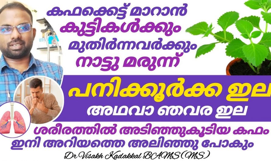 ഈ ഇല ശരിക്കും ഒരു അത്ഭുതം തന്നെ, എത്ര വലിയ കഫക്കെട്ടും ഇനി ഈസിയായി മാറ്റാം