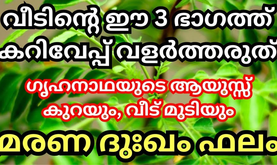 എന്ത് സംഭവിച്ചാലും നിങ്ങളുടെ വീടിന്റെ ഈ ഭാഗത്ത് കറിവേപ്പില വളർത്തരുത്