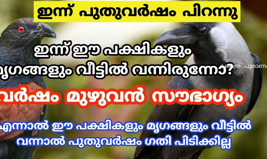 ഈ പുതുവർഷപ്പിറവിയിൽ നിങ്ങളുടെ വീട്ടിൽ കാണുന്ന പക്ഷികളും ജീവികളും ചില സൂചനകൾ