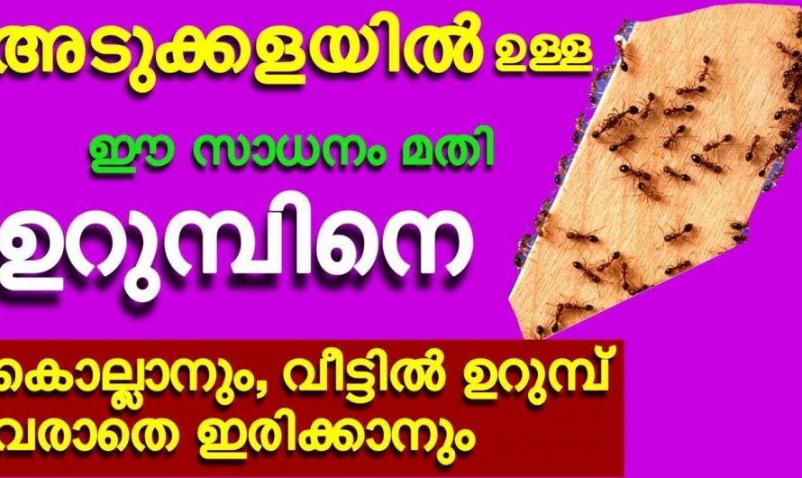 ഇത് ചെയ്താൽ ഇനി ഉറുമ്പ് വരില്ല വന്ന ഉറുമ്പ് ജീവനോടെ പോകില്ല