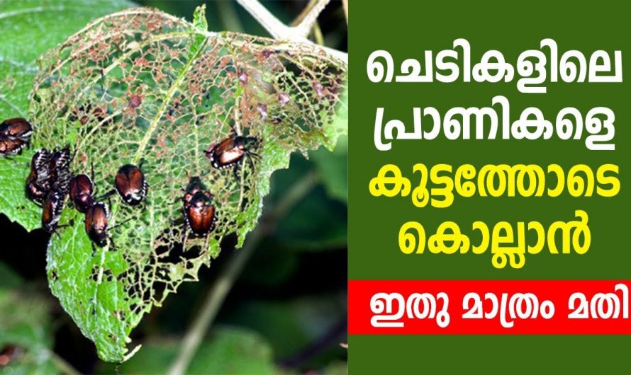 ചെറുപ്രാണികളെയും കീടങ്ങളെയും നശിപ്പിക്കാൻ ഇനി കീടനാശിനി വേണ്ട ഇതു മതി