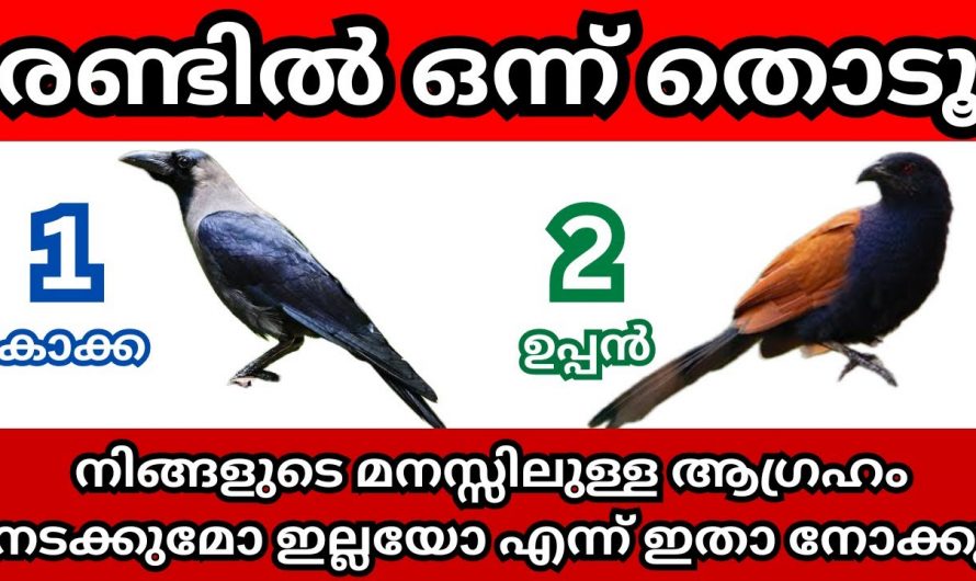 ഈ പക്ഷിയും നക്ഷത്രവും ചേർന്നാൽ നിങ്ങളുടെ മനസ്സിലെ ആഗ്രഹം ഉടനെ സാധിക്കും