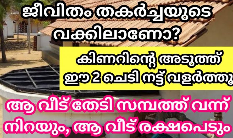 നനയ്ക്കാൻ എളുപ്പമെന്ന് കരുതി ഒരിക്കലും കിണറിനടുത്ത് ഇവ വളർത്തല്ലേ