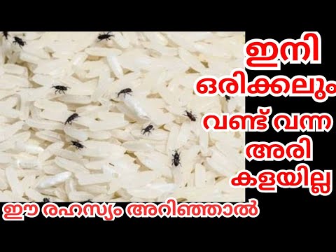 ഇനി എത്ര പഴകിയ അരിയാണെങ്കിലും നിങ്ങൾ ഇത് അറിഞ്ഞാൽ ഇനി  കളയില്ല