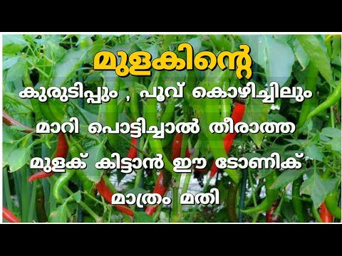 ഇനി പൊട്ടിച്ചാലും തീരാതെ മുളക് നിറച്ചുണ്ടാകാൻ ഇങ്ങനെ ചെയ്യു