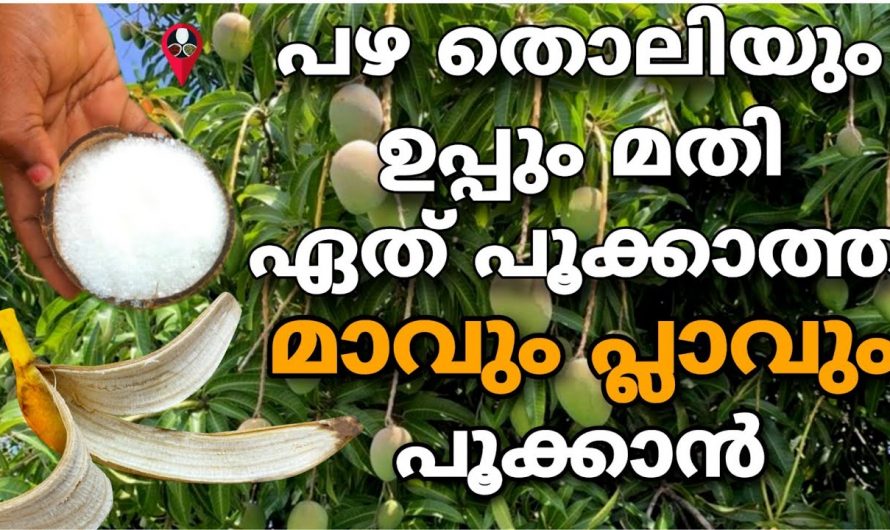 ഇത് ഇട്ടുകൊടുത്താൽ ഇനി ഏത് കുഞ്ഞന്മാർ പോലും നിറയെ കായ്ക്കും