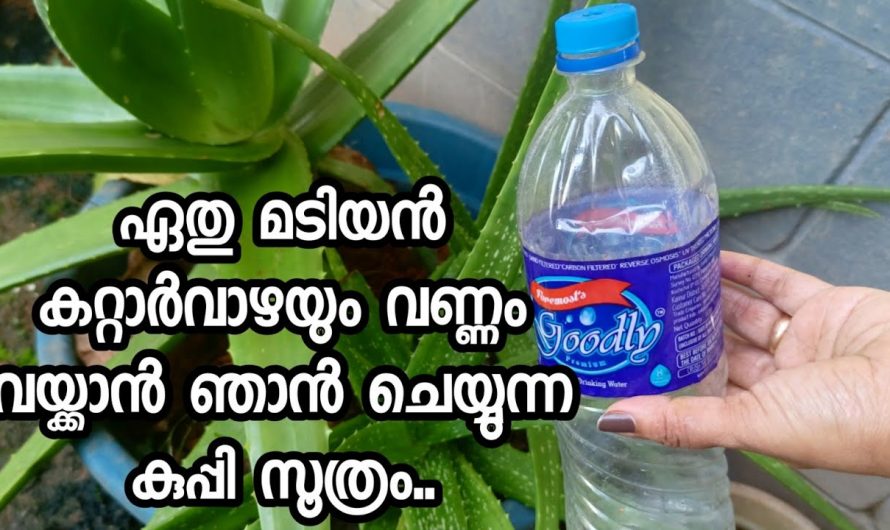 ഒരു പ്ലാസ്റ്റിക് കുപ്പി ഉണ്ട് എങ്കിൽ നിങ്ങളുടെ കറ്റാർവാഴ ഇരട്ടി വേഗത്തിൽ വളരും