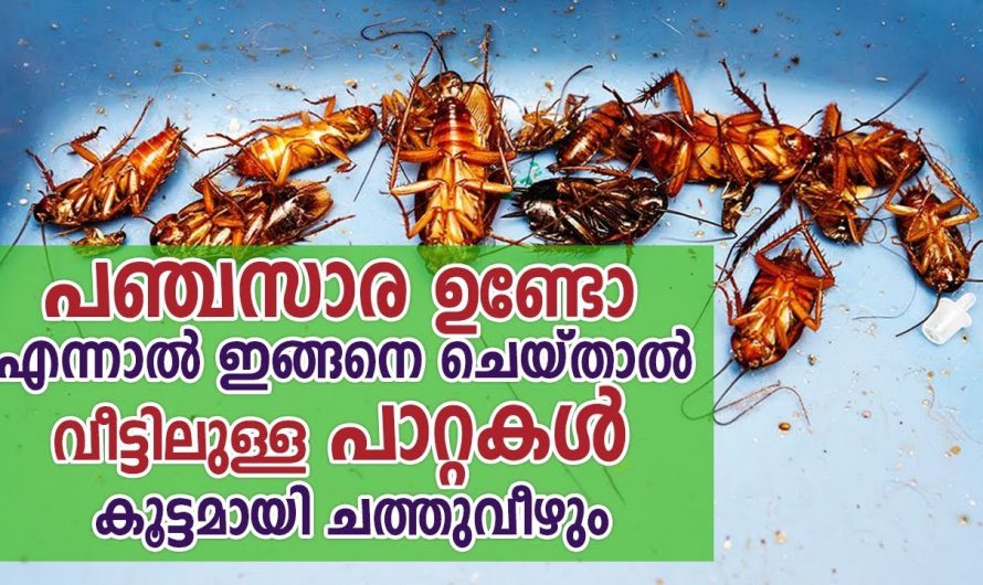 പഞ്ചസാരയിട്ട് ഇനി പാറ്റയുടെ പരമ്പര തന്നെ നശിപ്പിക്കാം